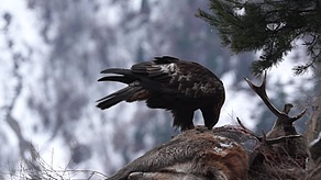 Steinadler auf Fallwildhirsch